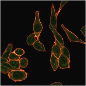 SIRT1 Antibody HeLa Cell IF. Immunofluorescence staining of PFA-fixed human HeLa cells using clone PCRP-SIRT1-1E11 (green) and phalloidin cytoskeletal counterstain (red). Sirtuin 1 / SIRT1 displays predominantly nuclear and cytoplasmic fluorescence consistent with its role as a metabolic stress regulator involved in acetylation-dependent transcriptional control, chromatin signaling, and cellular adaptation to oxidative and nutrient stress pathways.