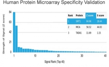 SIRT1 Antibody Protein Microarray Validation. Analysis of HuProt(TM) microarray containing more than 19,000 full-length human proteins using clone PCRP-SIRT1-1E11. These results demonstrate selective recognition of Sirtuin 1 / SIRT1, a metabolic stress regulator involved in NAD-dependent deacetylation, chromatin signaling, and adaptive cellular stress-response pathways. Z- and S-score analysis supports preferential binding to the intended target relative to non-specific proteins represented on the HuProt(TM) array. The Z-score represents the signal strength generated by antibody binding to an individual protein relative to the overall array background, while the S-score reflects the relative specificity gap between the top-ranked target and subsequent proteins on the array.