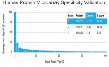 CNOT10 Antibody Protein Microarray Validation. Analysis of HuProt(TM) microarray containing more than 19,000 full-length human proteins using CNOT10 Antibody demonstrates highly selective recognition of CNOT10 with exceptionally strong separation from non-target proteins across the tested human proteome. These results demonstrate the foremost specificity of the PCRP-CNOT10-1D5 mAb and support highly specific detection of CCR4-NOT complex-associated regulatory signaling pathways and RNA metabolism-associated proteins. The Z-score represents the strength of antibody binding signal relative to the overall array mean, while the S-score reflects target specificity relative to the next highest ranked protein signal. The markedly elevated S-score separation observed for CNOT10 supports preferential target recognition with minimal off-target binding across the tested human proteome.
