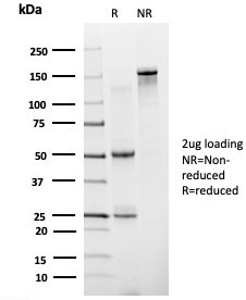 SDS-PAGE analysis of purified, BSA-free ZNF81 antibody (clone PCRP-ZNF81-2G2) as confirmation of integrity and purity.