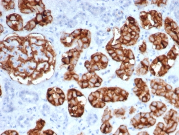 IHC staining of FFPE human kidney tissue with Neprilysin antibody (clone MME/6461). HIER: boil tissue sections in pH 9 10mM Tris with 1mM EDTA for 20 min and allow to cool before testing.