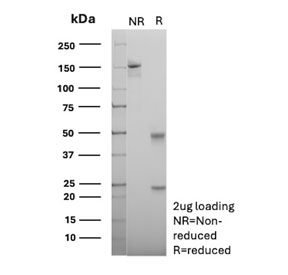 SDS-PAGE analysis of purified, BSA-free Neprilysin antibody (clone MME/6461) as confirmation of integrity and purity.