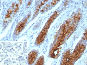 Immunohistochemistry analysis of Mucin 5AC / MUC5AC antibody (clone MUC5AC/7066R) in human stomach tissue. FFPE human stomach section shows strong cytoplasmic brown chromogenic staining in gastric foveolar epithelial cells lining glandular structures, consistent with MUC5AC expression, while surrounding stromal cells exhibit minimal staining and nuclei appear blue. Heat-induced epitope retrieval was performed by boiling tissue sections in pH 9 10 mM Tris with 1 mM EDTA for 20 minutes followed by cooling prior to staining.