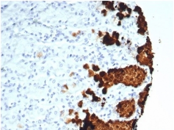 Immunohistochemistry analysis of Gastric Mucin / MUC5AC antibody (clone MUC5AC/7067R) in human stomach tissue. FFPE human stomach section shows strong cytoplasmic brown chromogenic staining in gastric foveolar epithelial cells along the mucosal surface, consistent with MUC5AC expression, while underlying stromal cells exhibit minimal staining and nuclei appear blue. The antibody was used at 2 ug/ml. Heat-induced epitope retrieval was performed by boiling tissue sections in pH 9 10 mM Tris with 1 mM EDTA for 20 minutes followed by cooling prior to staining.
