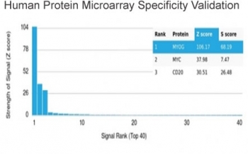 Analysis of HuProt(TM) microarray containing more than 19,000 full-length human proteins using Myf-4 antibody (clone PCRP-MYOG-1C5). These results demonstrate the foremost specificity of the PCRP-MYOG-1C5 mAb. Z- and S- score: The Z-score represents the strength of a signal that an antibody (in combination with a fluorescently-tagged anti-IgG secondary Ab) produces when binding to a particular protein on the HuProt(TM) array. Z-scores are described in units of standard deviations (SD's) above the mean value of all signals generated on that array. If the targets on the HuProt(TM) are arranged in descending order of the Z-score, the S-score is the difference (also in units of SD's) between the Z-scores. The S-score therefore represents the relative target specificity of an Ab to its intended target.
