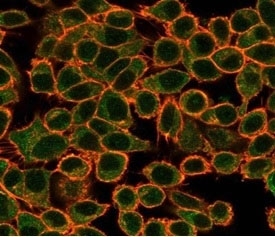 Immunofluorescent staining of PFA-fixed human HeLa cells using NFIA antibody (green, clone PCRP-NFIA-2C6) and phalloidin (red).
