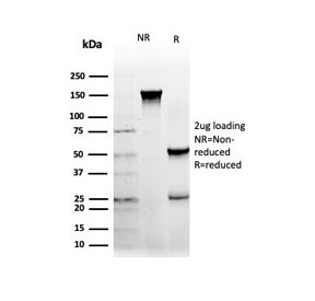 SDS-PAGE analysis of purified, BSA-free NFIA antibody (clone PCRP-NFIA-2C6) as confirmation of integrity and purity.