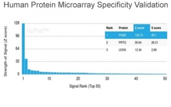Analysis of HuProt(TM) microarray containing more than 19,000 full-length human proteins using Phosphoglucomutase 5 antibody (clone PGM5/3552). These results demonstrate the foremost specificity of the PGM5/3552 mAb. Z- and S- score: The Z-score represents the strength of a signal that an antibody (in combination with a fluorescently-tagged anti-IgG secondary Ab) produces when binding to a particular protein on the HuProt(TM) array. Z-scores are described in units of standard deviations (SD's) above the mean value of all signals generated on that array. If the targets on the HuProt(TM) are arranged in descending order of the Z-score, the S-score is the difference (also in units of SD's) between the Z-scores. The S-score therefore represents the relative target specificity of an Ab to its intended target.