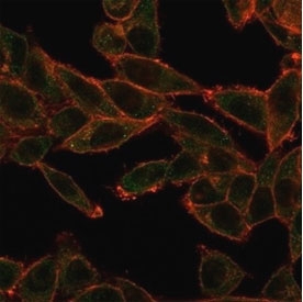Immunofluorescent staining of PFA-fixed human HeLa cells using SOX4 antibody (green, clone PCRP-SOX4-1D6) and phalloidin (red).