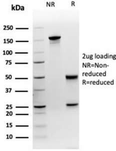 SDS-PAGE analysis of purified, BSA-free MEF2D antibody (clone PCRP-MEF2D-3A4) as confirmation of integrity and purity.