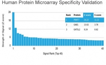 Analysis of HuProt(TM) microarray containing more than 19,000 full-length human proteins using PRMT7 antibody (clone PCRP-PRMT7-1A7). These results demonstrate the foremost specificity of the PCRP-PRMT7-1A7 mAb. Z- and S- score: The Z-score represents the strength of a signal that an antibody (in combination with a fluorescently-tagged anti-IgG secondary Ab) produces when binding to a particular protein on the HuProt(TM) array. Z-scores are described in units of standard deviations (SD's) above the mean value of all signals generated on that array. If the targets on the HuProt(TM) are arranged in descending order of the Z-score, the S-score is the difference (also in units of SD's) between the Z-scores. The S-score therefore represents the relative target specificity of an Ab to its intended target.