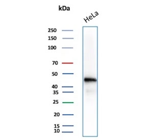 Western blot analysis of human HeLa cell lysate using Actin Beta antibody (clone ACTB/1109). Predicted molecular weight ~42 kDa.