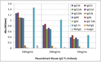 <p>Mouse IgG Fc Antibody for ELISA Subclass Specificity Analysis. ELISA analysis of mouse immunoglobulin subclasses demonstrates that clone <a href="../tds/recombinant-mouse-igg-fc-antibody-rmg06-r20175" target="_blank" rel="noopener">RMG06</a> recognizes the Fc region of mouse IgG1, IgG2a, and IgG2b with strong signal, with only minimal reactivity observed toward IgG3. No detectable binding is observed with IgM, IgA, or IgE, nor with IgG from human, rat, or rabbit sources.</p>