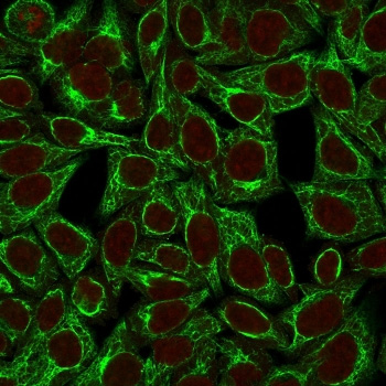 <p>Immunofluorescent staining of permeabilized human HeLa cells with <a href="../tds/cytokeratin-8-antibody-ts1-v2171" target="_blank" rel="noopener">KRT8 antibody</a> (TS1, green) and Reddot nuclear stain (red).</p>