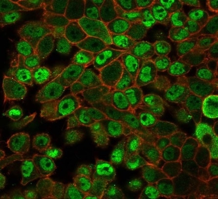 <p>Signal Transduction Antibodies Immunofluorescence Analysis. Immunofluorescence staining of PFA-fixed human HeLa cells using JAZF1 Antibody / Transcriptional Regulation Protein (green, clone PCRP-JAZF1-1C2) together with phalloidin cytoskeletal stain (red). Prominent nuclear-associated fluorescence highlights JAZF1 expression consistent with its role as a zinc finger transcriptional regulator involved in chromatin-associated signaling, metabolic regulation, and nuclear gene-expression pathways.</p>