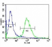 LOC339742 antibody flow cytometric analysis of Jurkat cells (green) compared to a negative control cell (blue). FITC-conjugated donkey-anti-rabbit secondary Ab was used for the analysis.