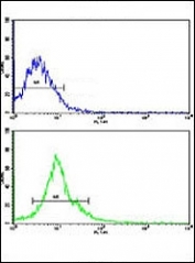 Flow cytometric analysis of HepG2 cells using AMFR antibody (green) compared to a negative control cell (blue). FITC-conjugated goat-anti-rabbit secondary Ab was used for the analysis.