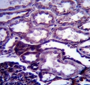 IGF1 antibody immunohistochemistry analysis in formalin fixed and paraffin embedded human kidney tissue.