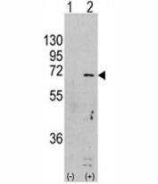 Western blot analysis of AMPK antibody and 293 cell lysate (2 ug/lane) either nontransfected (Lane 1) or transiently transfected with the PRKAA1 gene (2).