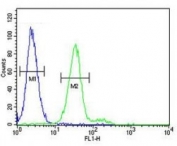 CD117 antibody flow cytometric analysis of 293 cells (green) compared to a negative control cell (blue). FITC-conjugated goat-anti-rabbit secondary Ab was used for the analysis.