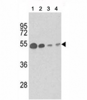 Western blot analysis of b-Tubulin antibody and (1) mouse brain tissue, (2) Y79, (3) CEM and (4) 293 lysate.