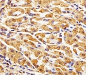 Immunohistochemical analysis of paraffin-embedded human stomach section using GAPDH antibody