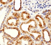Immunohistochemical analysis of paraffin-embedded human kidney using beta-Tubulin antibody at 1:25 dilution.