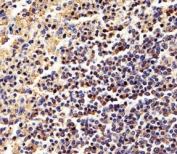 Immunohistochemical analysis of paraffin-embedded human spleen using b-Actin antibody at 1:25 dilution.