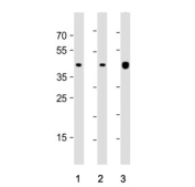 Western blot testing of 1) human HeLa, 2) human HepG2 and 3) mouse NIH 3T3 cell lysate with b-Actin antibody. Predicted molecular weight ~42 kDa.
