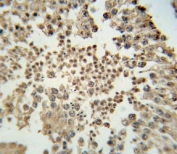 EZH2 Antibody Testis IHC. EZH2 antibody immunohistochemistry analysis in formalin fixed and paraffin embedded human testis tissue.