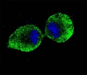 ALDH1A1 Antibody NCI-H460 Cell IF. Confocal immunofluorescent analysis of ALDH1A1 antibody with NCI-H460 cells followed by Alexa Fluor 488-conjugated goat anti-mouse lgG (green). DAPI was used as a nuclear counterstain (blue).