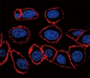 CD44 Antibody HeLa Cell IF. Immunofluorescence analysis of CD44 / CD44 antigen expression in human HeLa cells using mouse monoclonal antibody clone Hermes-3 (red) with DAPI nuclear stain (blue). Strong membrane-associated fluorescence is observed outlining cell borders, highlighting cell surface localization consistent with CD44 expression. The staining pattern demonstrates clear cell perimeter labeling and supports its use for visualizing CD44-mediated cell surface interactions and cellular morphology in cultured human cells.