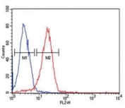 CD44 Antibody HeLa Cell FACS. Flow cytometry analysis of CD44 / CD44 antigen expression in human HeLa cells using mouse monoclonal antibody clone Hermes-3. The right-shifted histogram (red) demonstrates increased fluorescence intensity compared to the negative control population (blue), indicating positive cell surface expression of CD44. The clear separation between populations supports its use for detecting and quantifying CD44-expressing cells and analyzing cell surface marker distribution in cultured human cells.