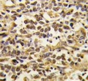 Dnmt3a Antibody Human Kidney Immunohistochemistry. IHC analysis of FFPE human kidney tissue stained with the Dnmt3a antibody.