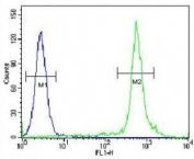 TTF-1 antibody flow cytometric analysis of HeLa cells (green) compared to a negative control< (blue). FITC-conjugated goat-anti-rabbit secondary Ab was used for the analysis.