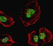 Fluorescent confocal image of HeLa cell stained with Nucleolin antibody at 1:25. NCL immunoreactivity is localized to the nucleus.