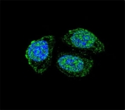 IL17B Antibody HeLa Cells IF. Confocal immunofluorescent analysis of HeLa cells demonstrates IL17B expression using an IL17B antibody followed by an Alexa Fluor 488 conjugated goat anti rabbit IgG secondary antibody (green). IL17B, also known as Interleukin 17B, is a secreted cytokine that regulates inflammatory signaling and epithelial cell responses. Punctate cytoplasmic staining is observed throughout the cells, consistent with synthesis and intracellular trafficking of this cytokine. DAPI was used as a nuclear counterstain (blue). These results support the utility of IL17B Antibody for studies of cytokine biology, immune regulation, and inflammatory signaling pathways.
