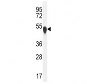 TUBA1C antibody western blot analysis in K562 lysate