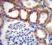 SDHD antibody immunohistochemistry analysis in formalin fixed and paraffin embedded human kidney tissue.