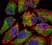 LSD1 Antibody HeLa Cell IF. Fluorescent confocal image of HeLa cell stained with LSD1 antibody. LSD1 immunoreactivity is localized to the cytoplasm strongly and nucleus weakly.