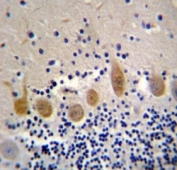 MST1 antibody immunohistochemistry analysis in formalin fixed and paraffin embedded human cerebellum tissue.
