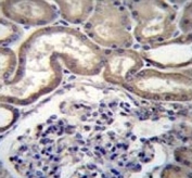STIM2 antibody immunohistochemistry analysis in formalin fixed and paraffin embedded human kidney tissue.