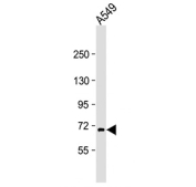 Western blot analysis of human A549 cell lysate using RNF43 antibody. A specific band is detected at approximately 70-75 kDa, consistent with endogenous RNF43. Differences in apparent molecular weight relative to other cell types likely reflect cell-dependent post-translational modification of RNF43.
