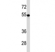 TUBB2A antibody western blot analysis with HEK293 lysate. Predicted molecular weight ~50 kDa.