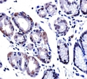 G3BP1 antibody immunohistochemistry analysis in formalin fixed and paraffin embedded human stomach tissue.