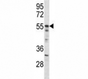 Akt2 antibody western blot analysis in mouse NIH3T3 lysate. Predicted molecular weight: ~56kDa.