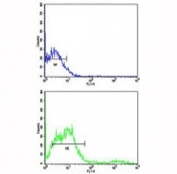 Flow cytometric analysis of NCI-H292 cells using CD8 antibody (bottom histogram) compared to a negative control (top histogram). FITC-conjugated goat-anti-rabbit secondary Ab was used for the analysis.