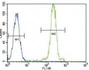 Lipoprotein Lipase Antibody HeLa Cell FACS. Flow cytometric analysis of HeLa cells using Lipoprotein Lipase Antibody demonstrates a pronounced rightward shift of the positive cell population (green) relative to the negative control (blue), consistent with expression of Lipoprotein Lipase (LPL). LPL is a key enzyme involved in triglyceride hydrolysis, fatty acid mobilization, and lipid utilization, facilitating the release of free fatty acids from circulating lipoproteins for cellular uptake and metabolic activity. Detection of LPL by flow cytometry supports its role in cellular lipid handling and nutrient utilization pathways. FITC-conjugated goat anti-rabbit secondary antibody was used for signal detection.