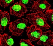 Nucleolar Protein Nucleolin Antibody for IF immunofluorescence analysis of human U251 cells. Fluorescent confocal image of U251 cells stained with Nucleolar Protein Nucleolin Antibody for IF at 1:25. Green fluorescence highlights nuclear Nucleolin / NCL immunoreactivity with prominent nucleolar enrichment, consistent with the known nuclear and nucleolar localization of this ribosome biogenesis protein, while the red counterstain outlines the filamentous actin cytoskeleton.