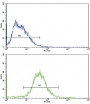 Flow cytometric analysis of HepG2 cells using ALDH1A1 antibody (green) compared to a negative control (blue). FITC-conjugated goat-anti-rabbit secondary Ab was used for the analysis.